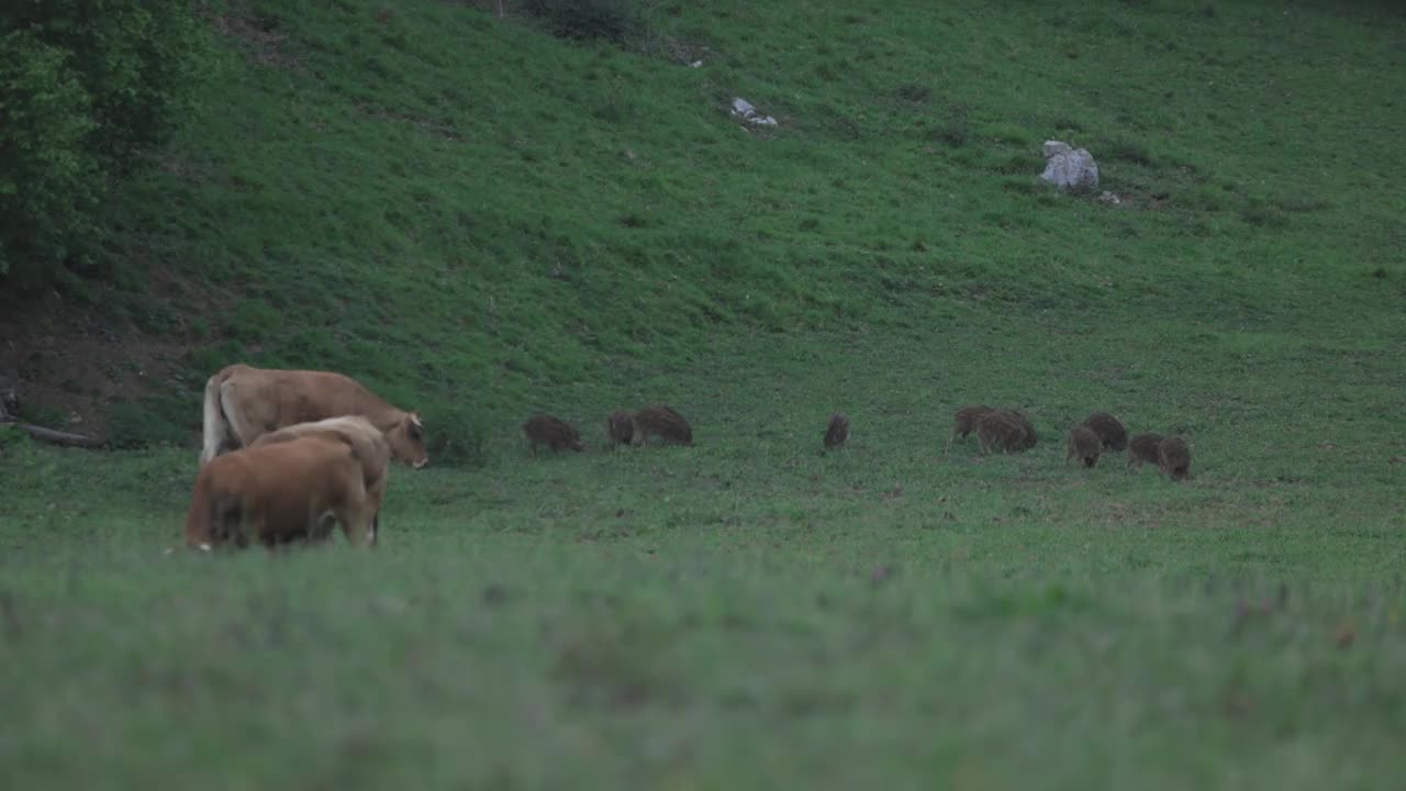 小野猪群在绿色的草地上奔跑视频素材