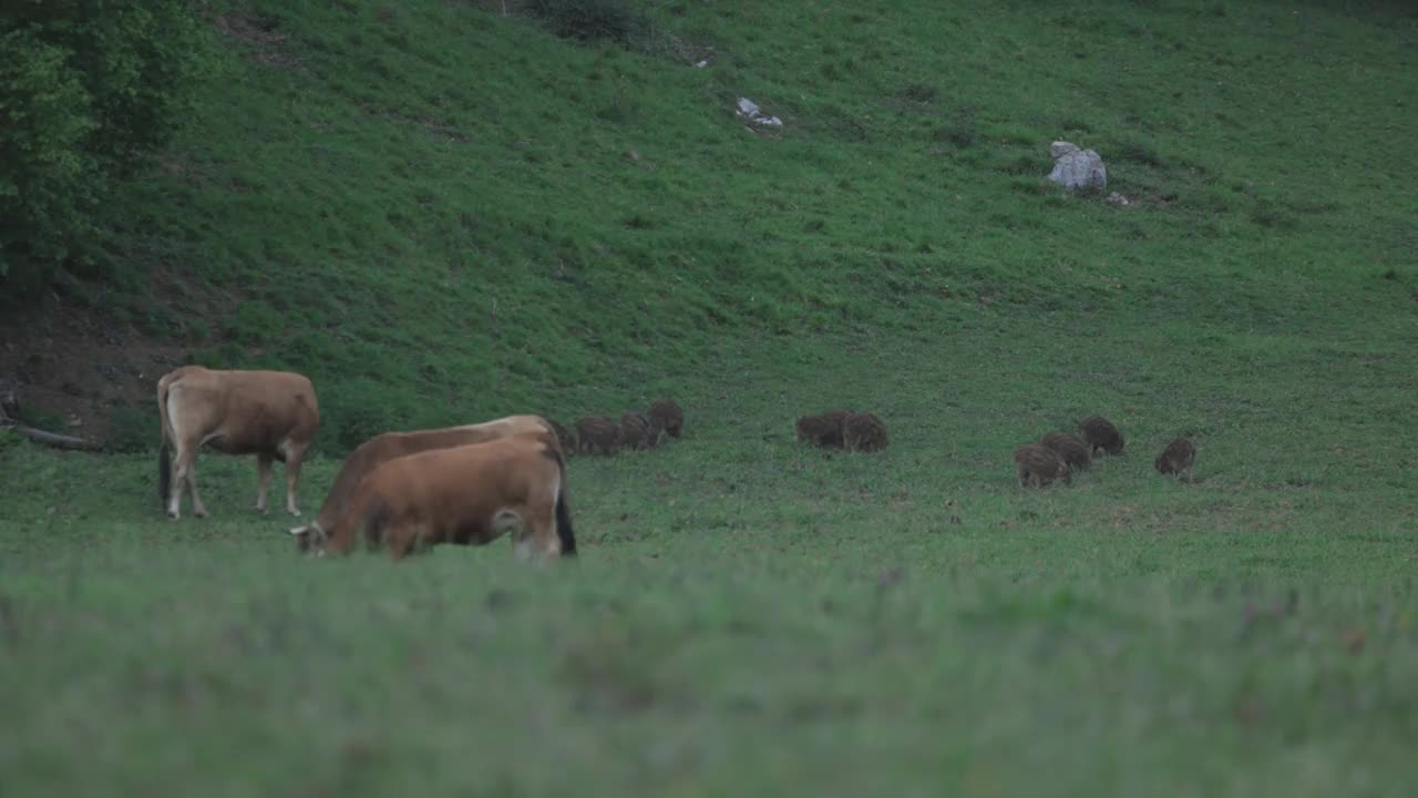 绿草地上的奶牛和野猪一起吃草视频下载