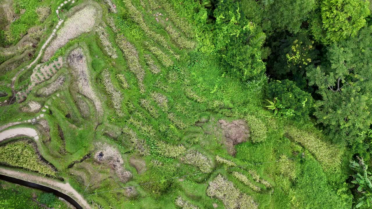 无人机拍摄的巴厘岛郁郁葱葱的水稻梯田鸟瞰图视频下载