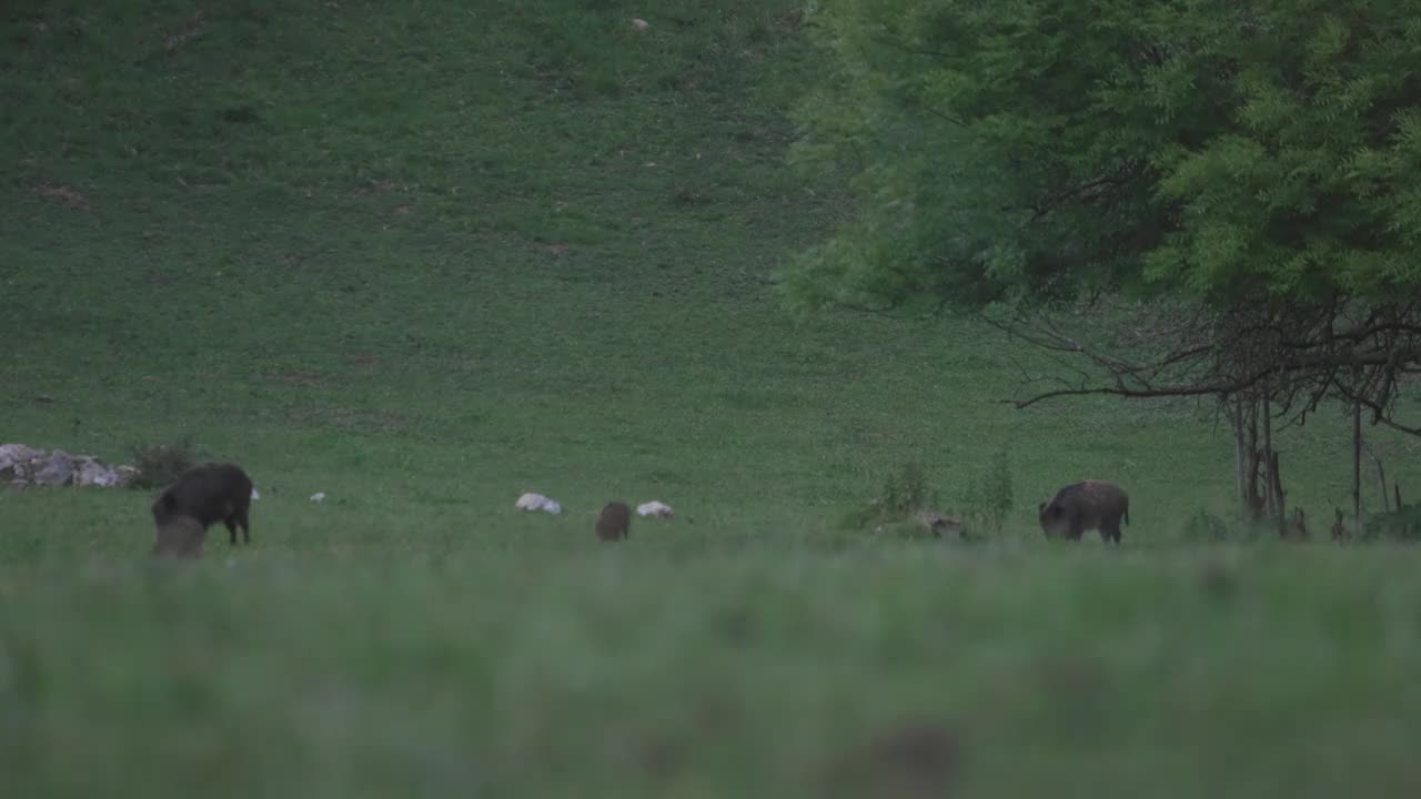 绿野牧场上的野猪家族视频下载