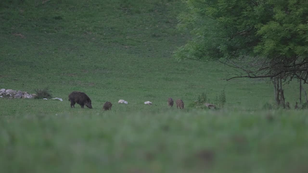 绿色牧场上的野猪家庭牧群视频下载