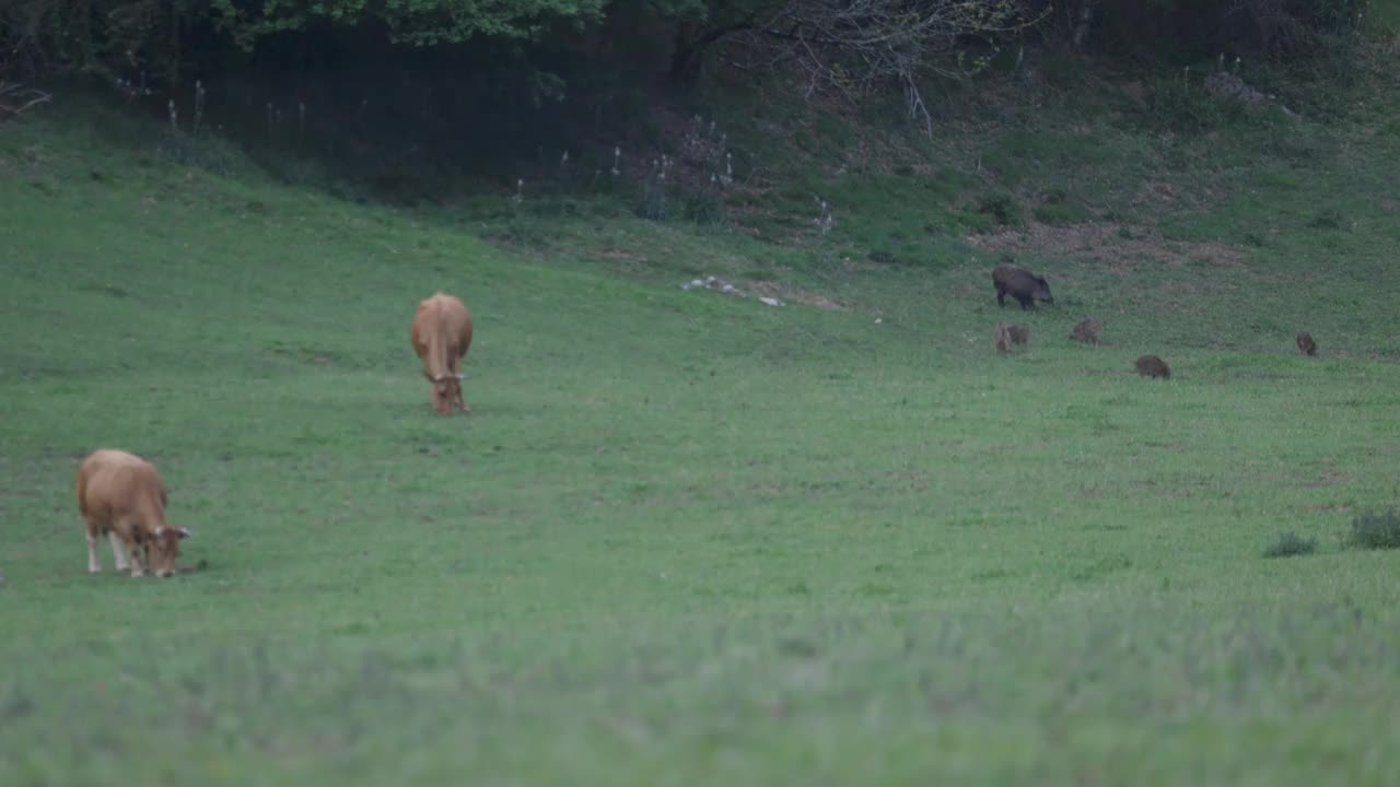 野猪家庭在奶牛旁边的绿色田野里放牧视频素材