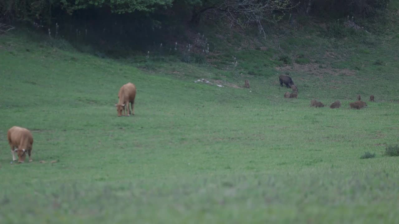 野猪家族和母牛一起在绿色的田野里放牧视频素材