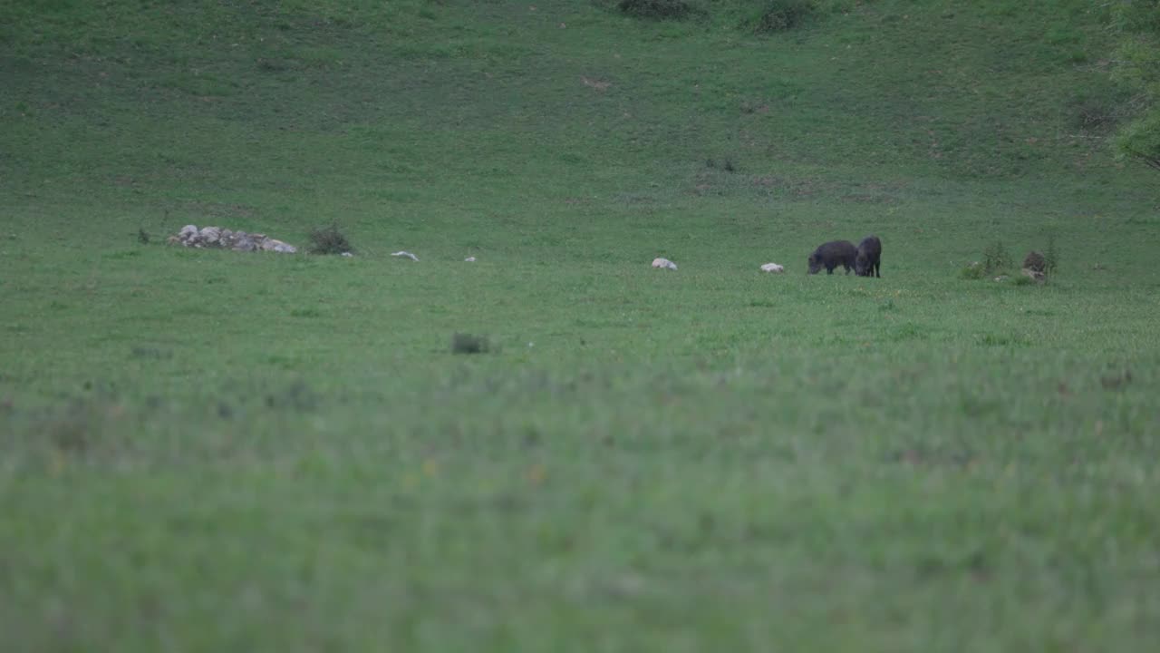 两只成年野猪在绿色的草地上吃草视频下载