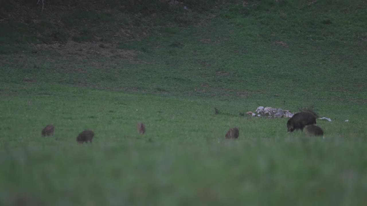 野猪妈妈和可爱小猪的时间间隔视频下载