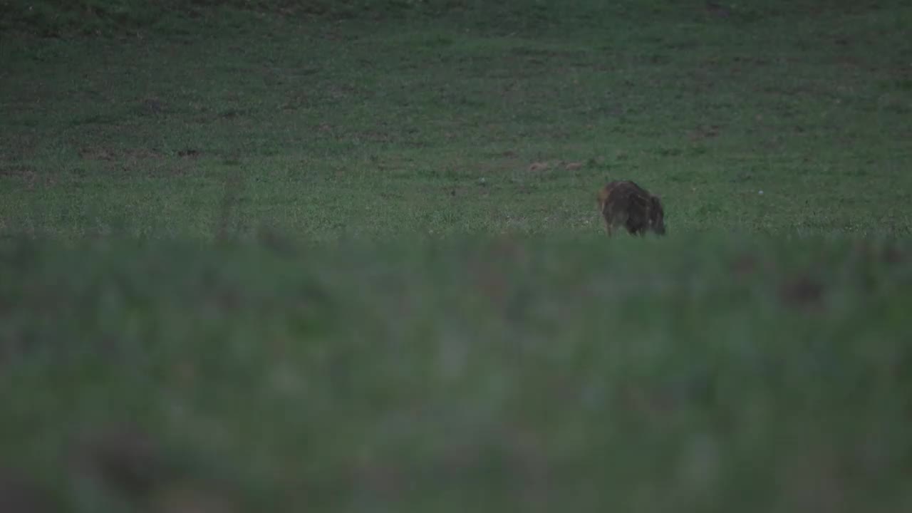 野猪小猪宝宝在绿色草地上奔跑的特写视频下载