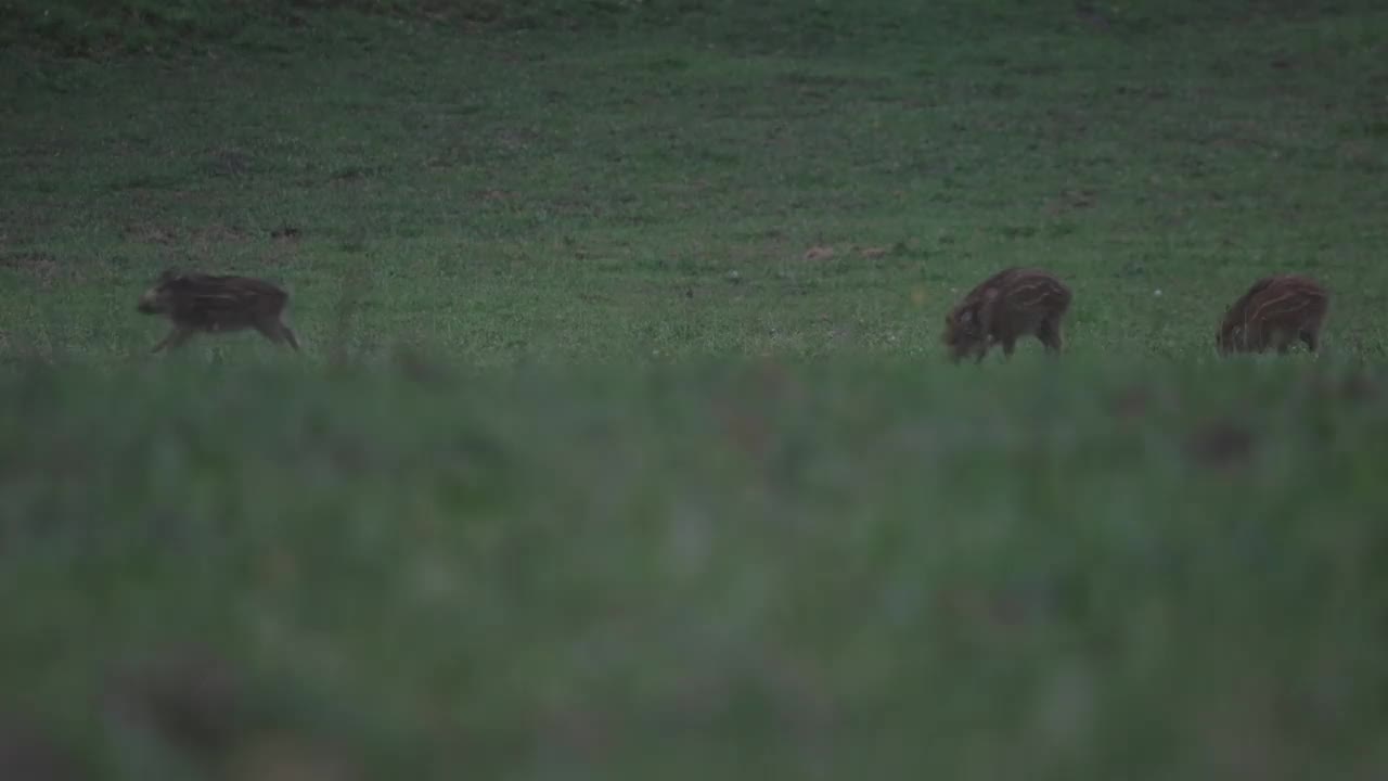 小野猪小猪在绿色的草地上奔跑视频下载