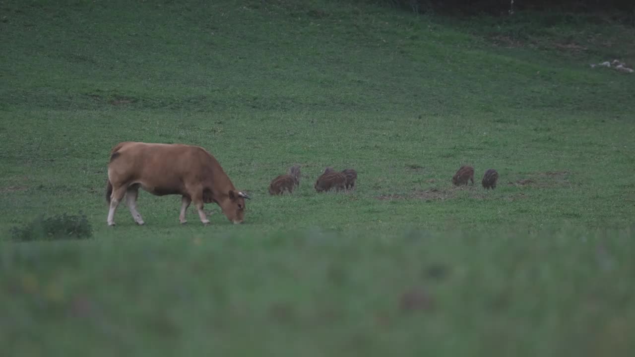 野猪宝宝在奶牛旁边吃草视频下载