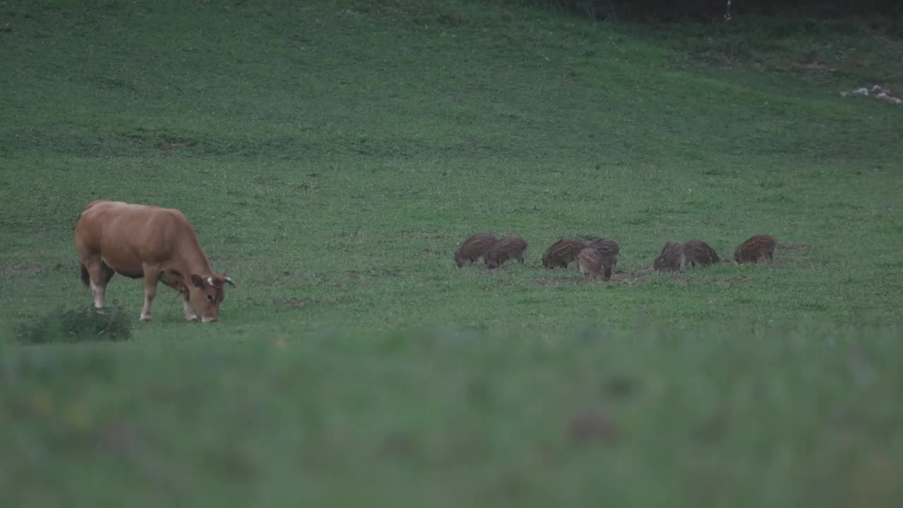 一群野猪宝宝在田野里吃草视频素材