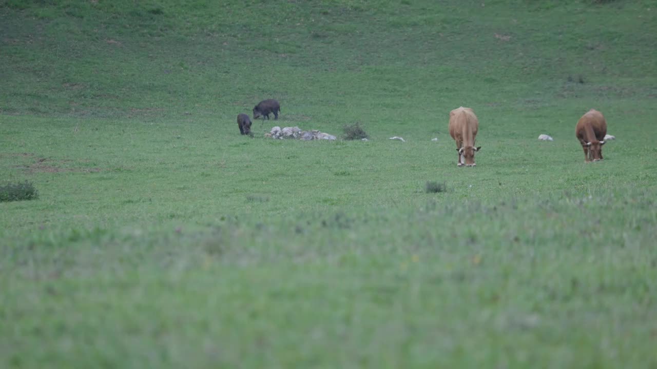 两头野猪和母牛在绿色的田野里一起吃草视频下载