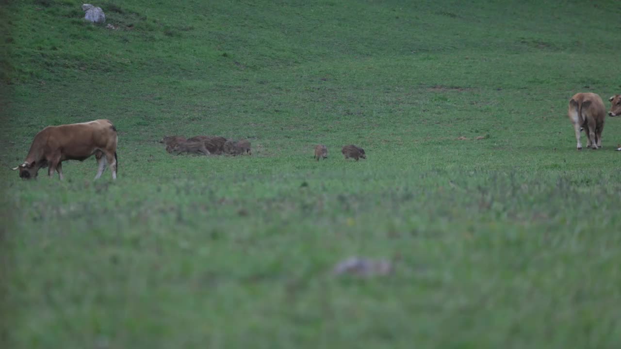 小野猪群被母牛追赶视频素材