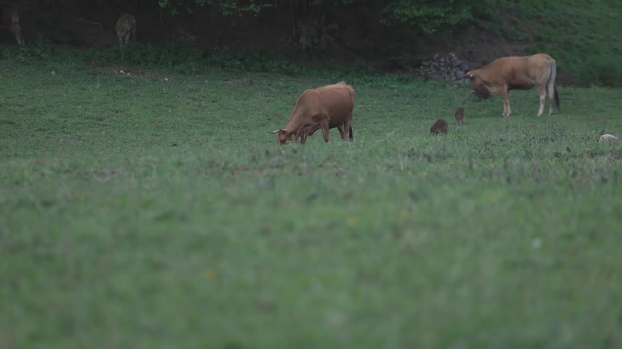 小野猪群在奶牛之间奔跑视频素材