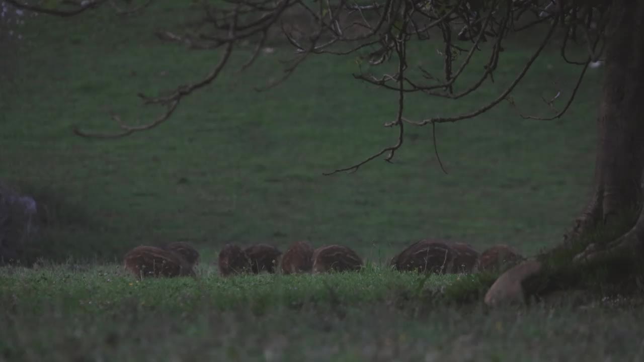 野猪宝宝在树下放牧视频素材