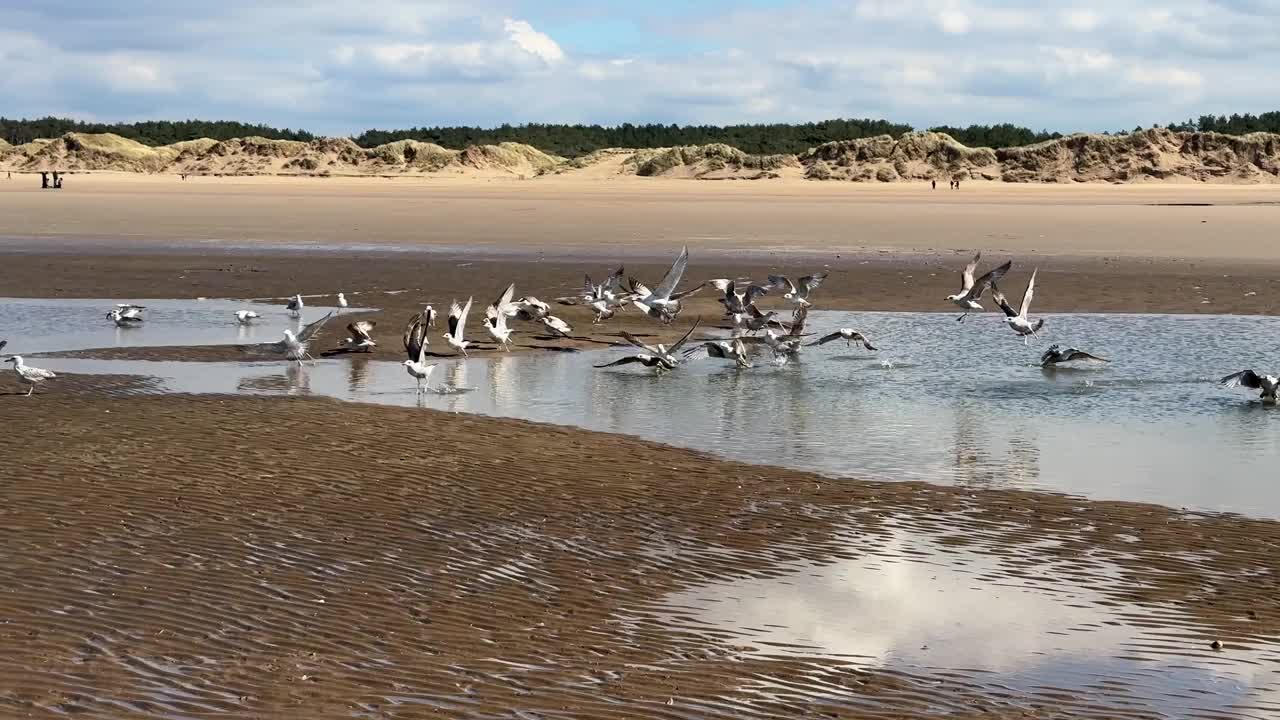 一群海鸥从海滩上的水坑上起飞。视频下载