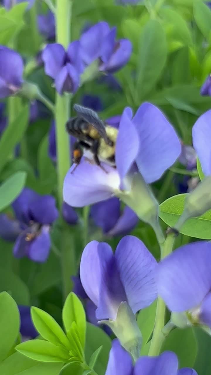 蜜蜂在Baptisia假靛蓝视频下载