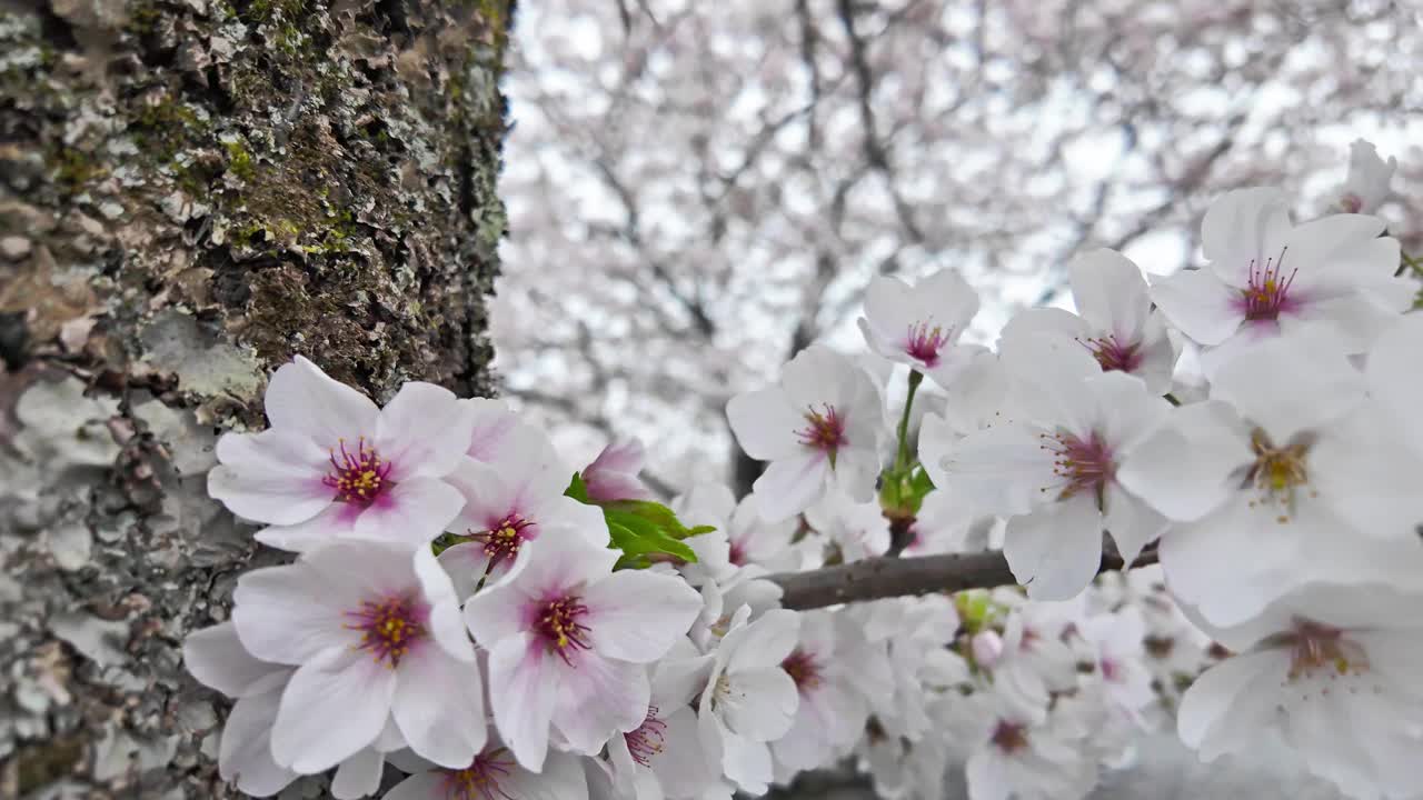 日本每年2月到4月盛开美丽的樱花。在随风摇曳的树上视频素材