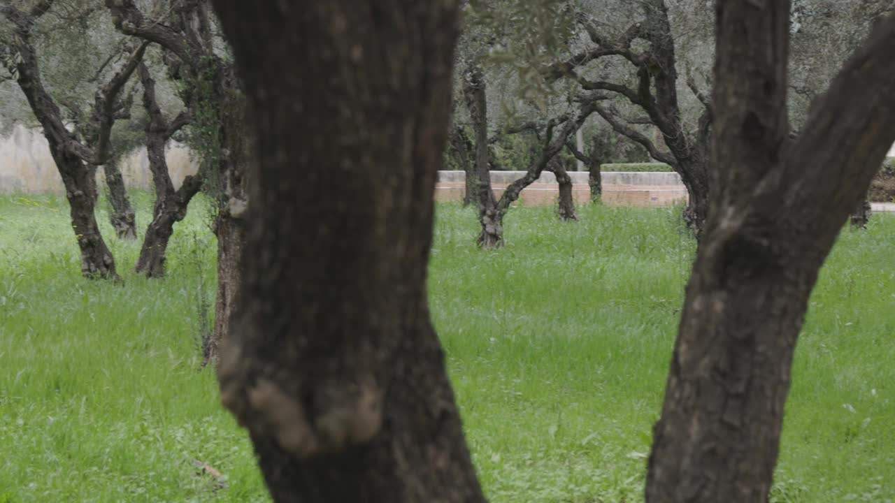 橄榄树种植园果园里有成排的树视频素材