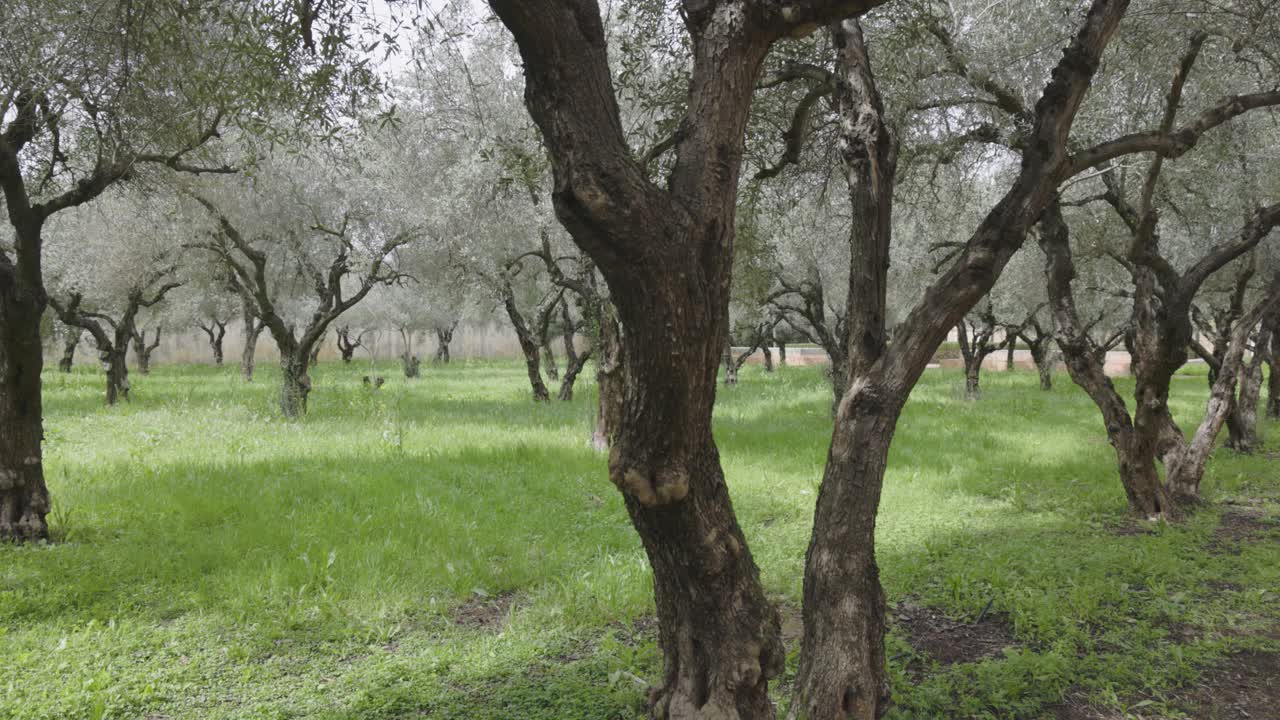 绿油油的橄榄树种植园视频下载