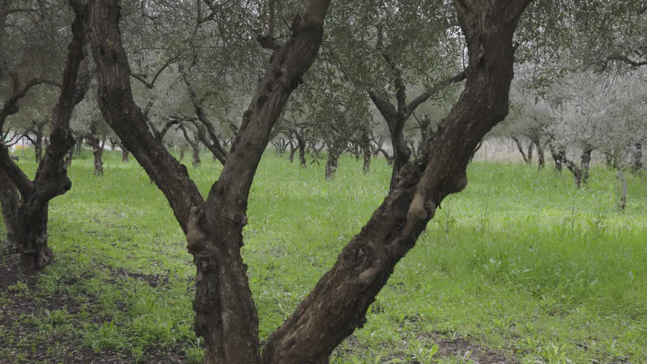 橄榄树在春天被种植视频下载