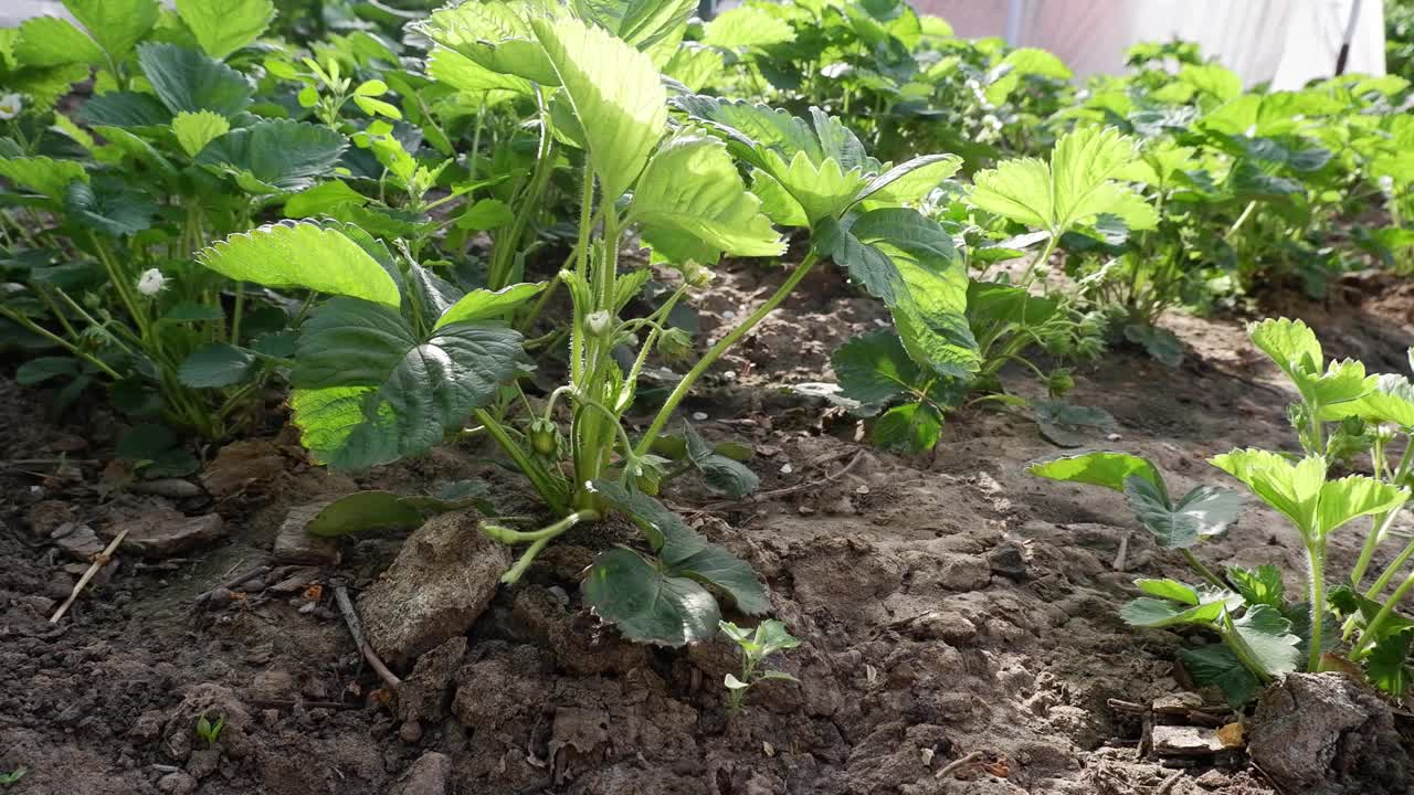 盛开的白草莓花和绿浆果在花园里随风摇曳，在明亮的阳光下摇曳。视频素材