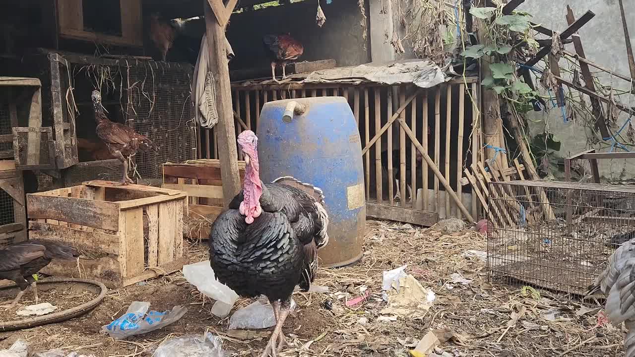 雄火鸡视频下载