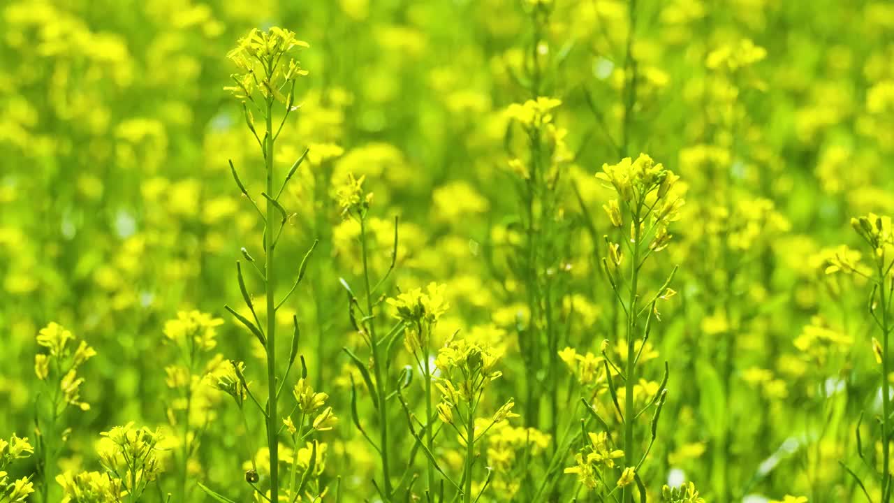 亚洲孟加拉国春天开花芥菜田的乡村风光。选择性对焦镜头视频素材