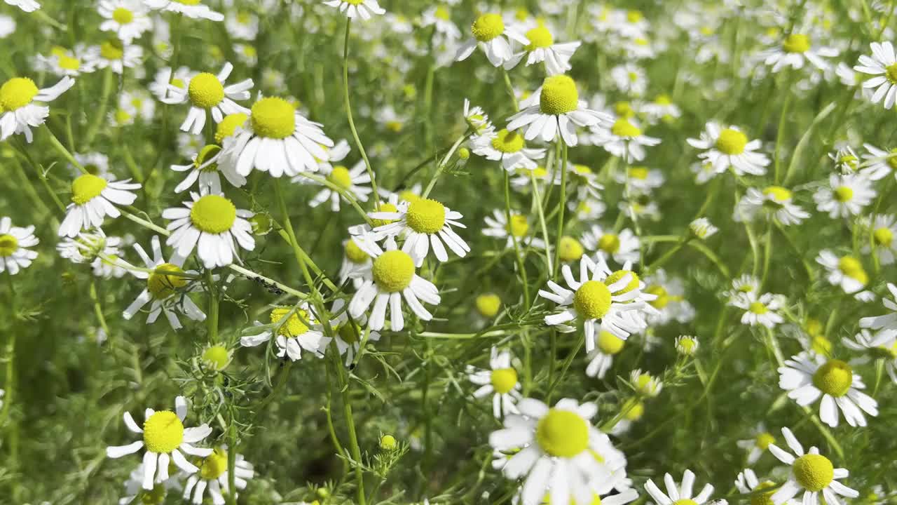 洋甘菊，洋甘菊视频素材