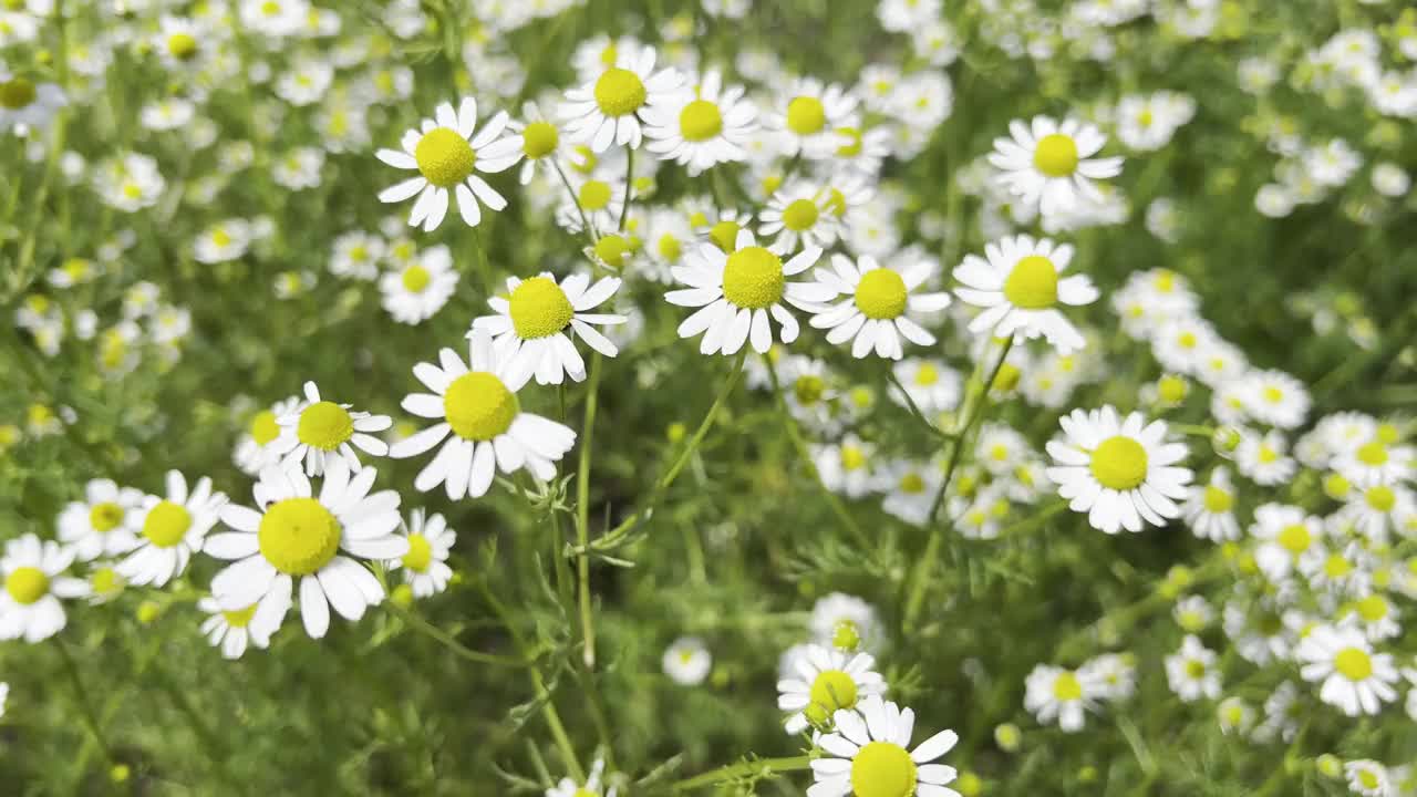 洋甘菊，洋甘菊视频素材