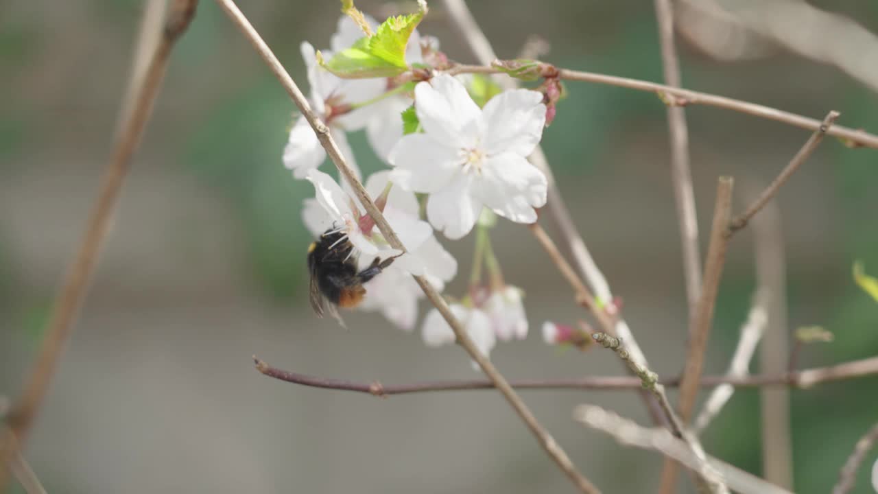 开白花的苹果树树枝，由蜜蜂授粉视频素材