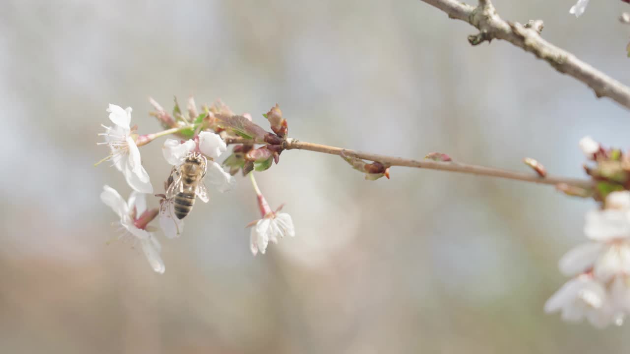 开白花的苹果树树枝，由蜜蜂授粉视频素材