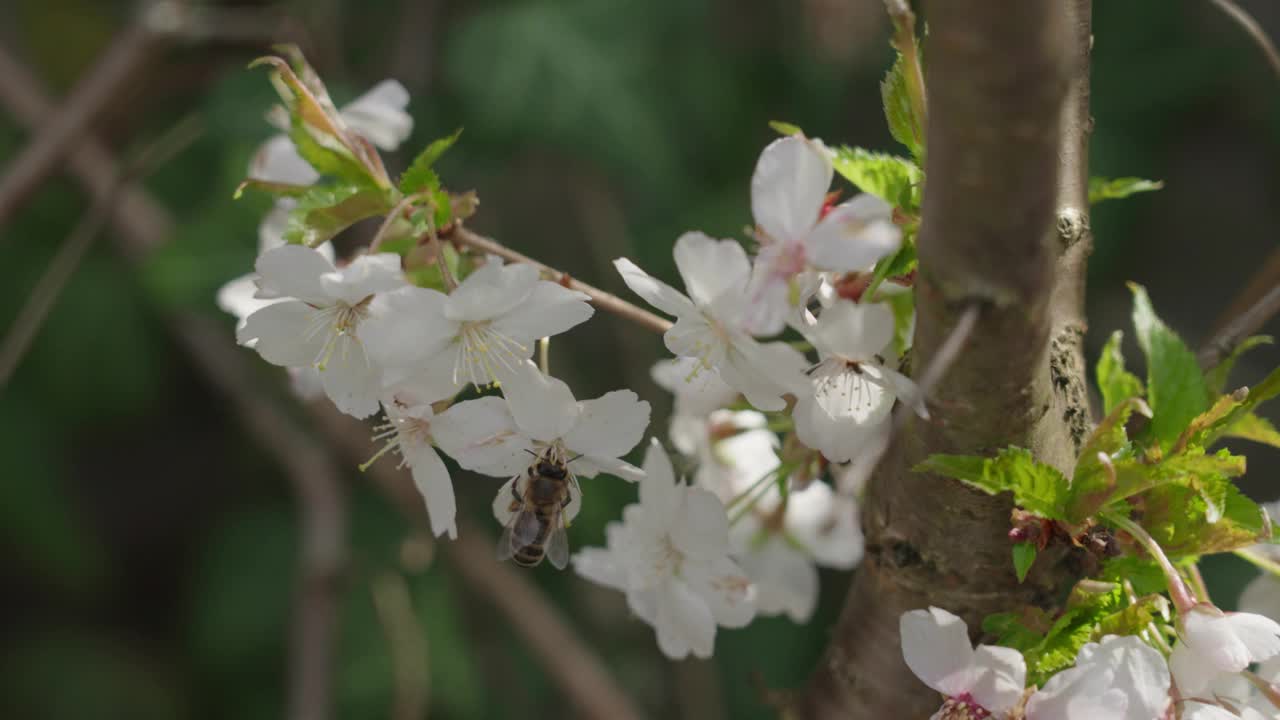 开白花的苹果树树枝，由蜜蜂授粉视频下载