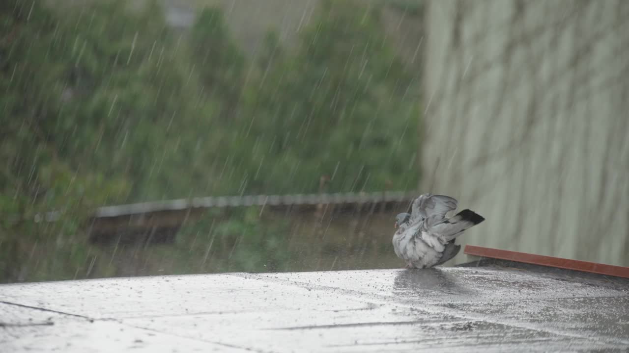 普通的木鸽在雨中洗羽毛视频素材