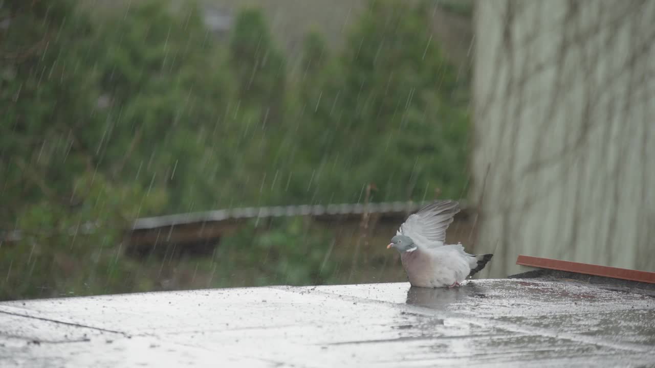 普通的木鸽在雨中洗羽毛视频素材