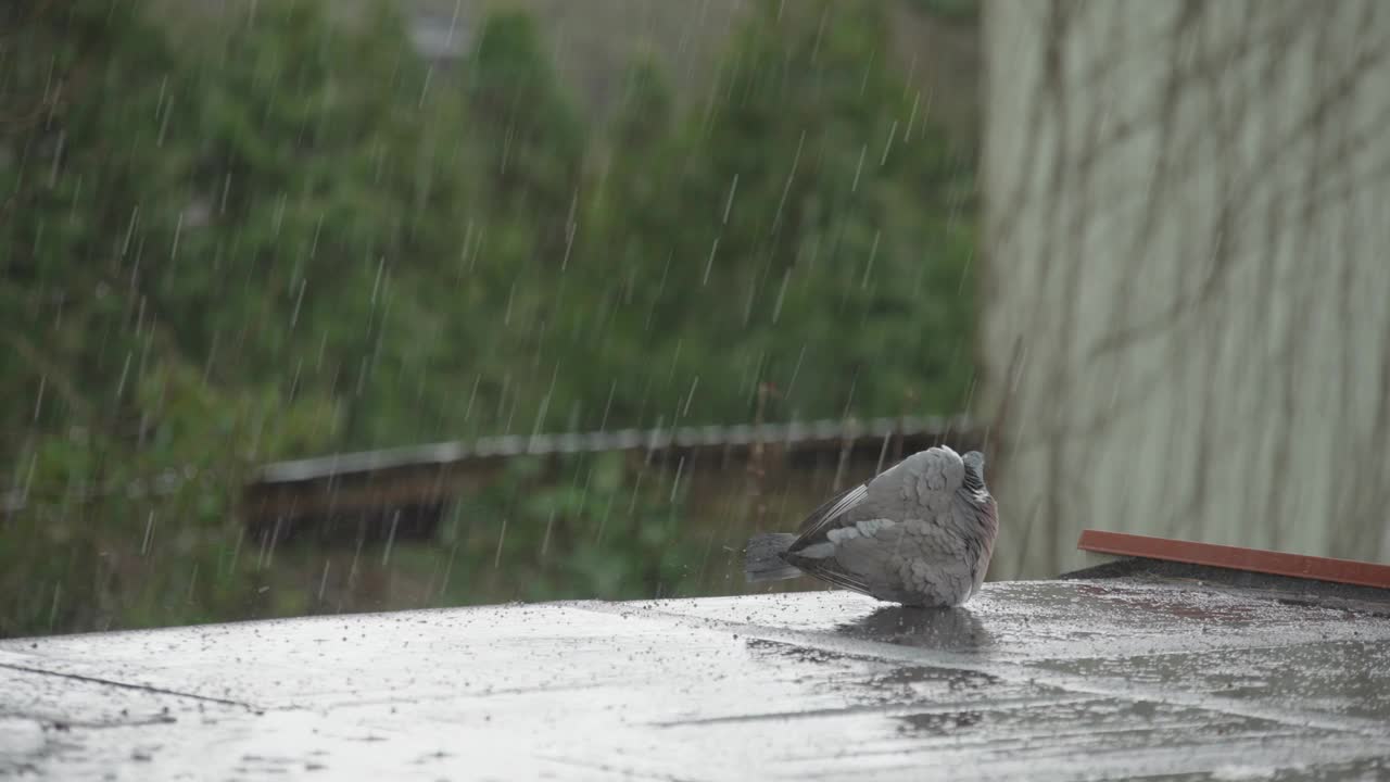 普通的木鸽在雨中洗羽毛视频素材