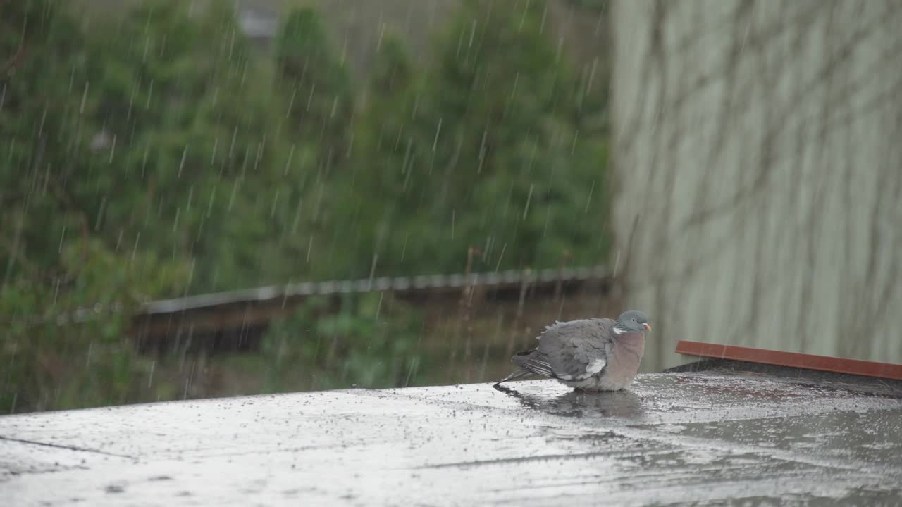 普通的木鸽在雨中洗羽毛视频素材