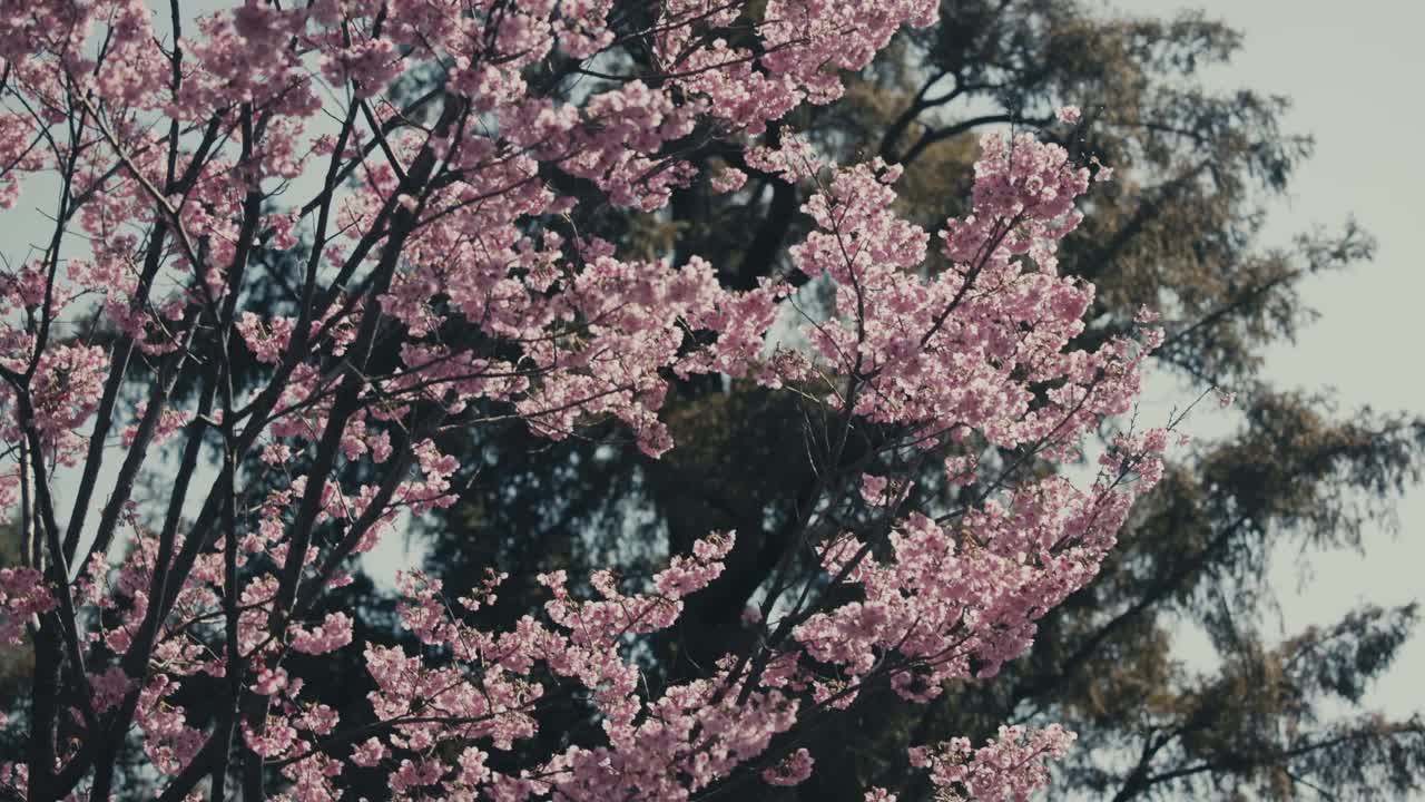 日本东京春天樱花树的特写。摇上拍摄视频素材