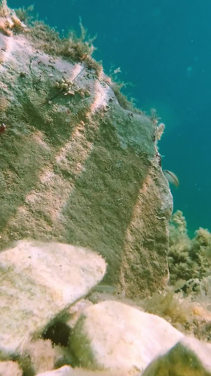 阳光明媚的日子里，亚得里亚海的水下生物。垂直视频视频素材