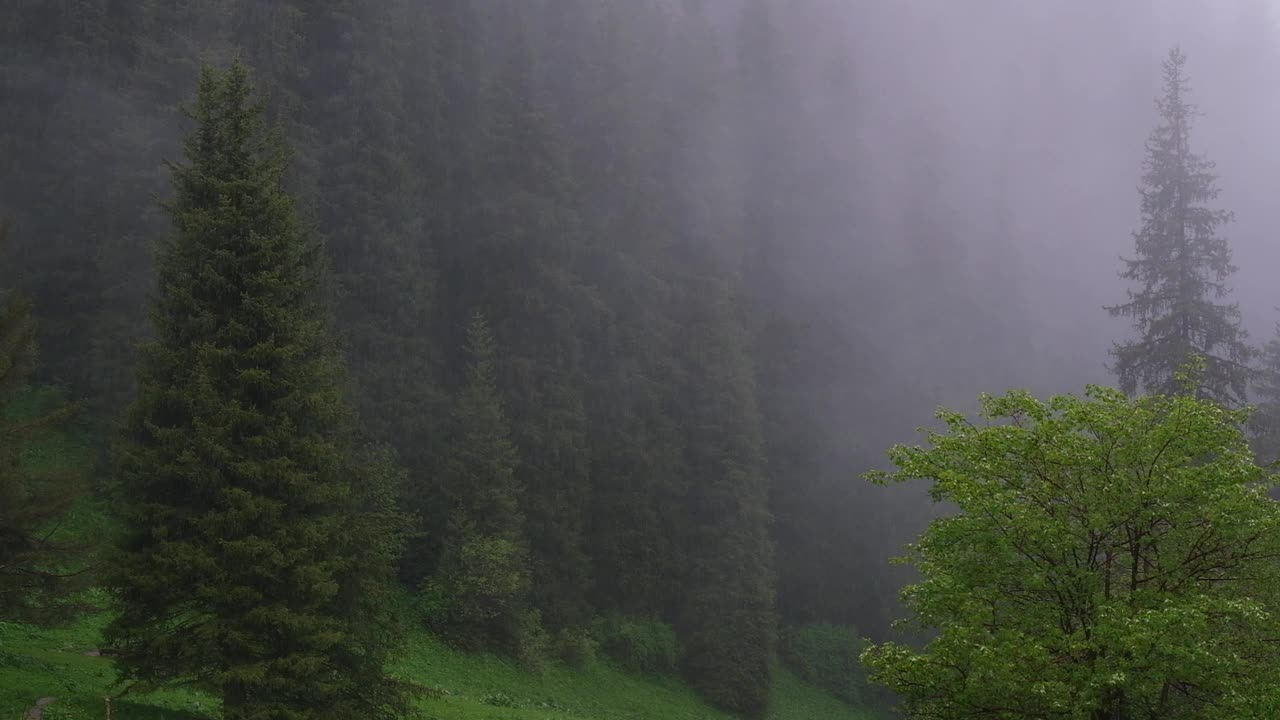 春天，在云杉林附近的山上有大雨和倾盆大雨。视频素材