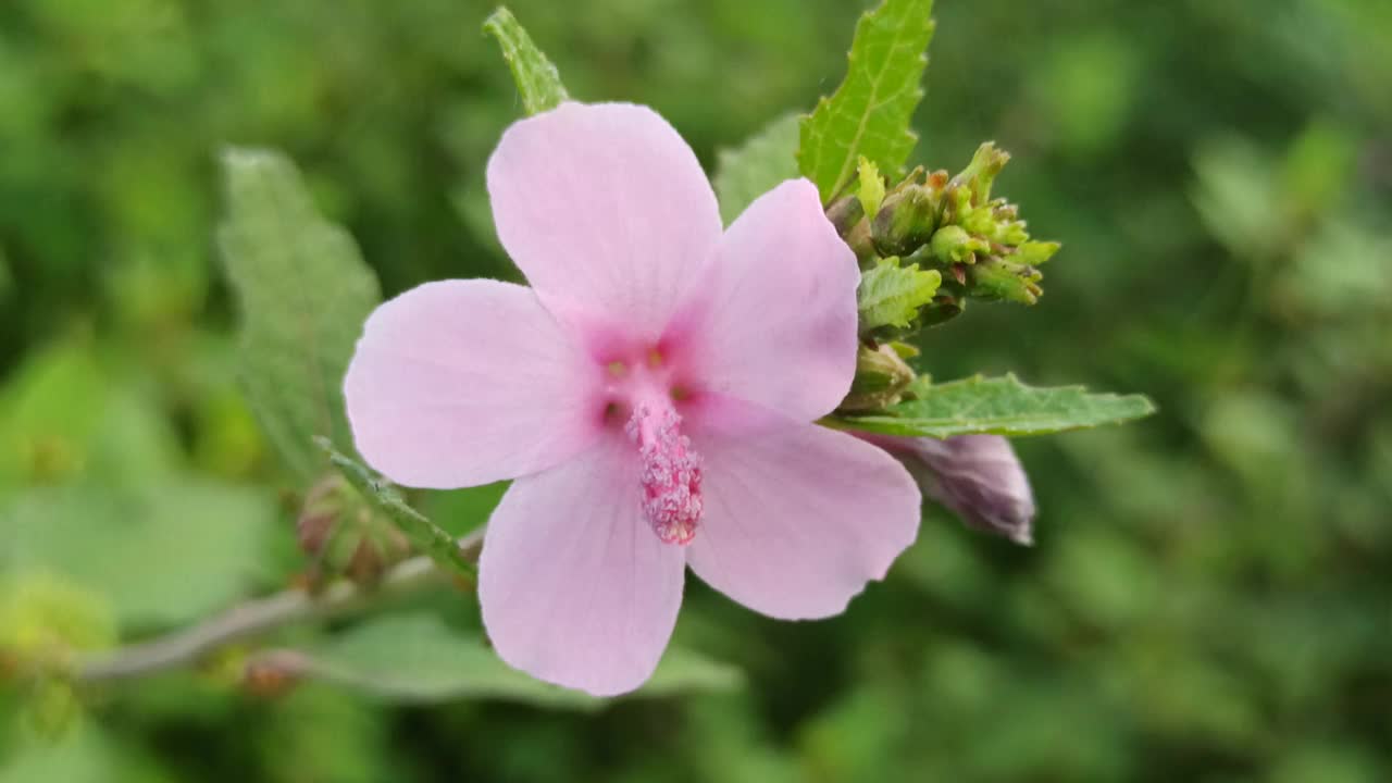 紫色的花视频素材