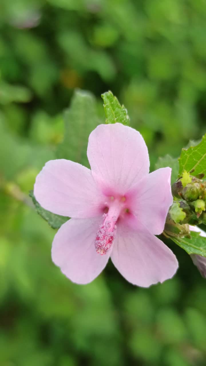 紫色的花视频素材