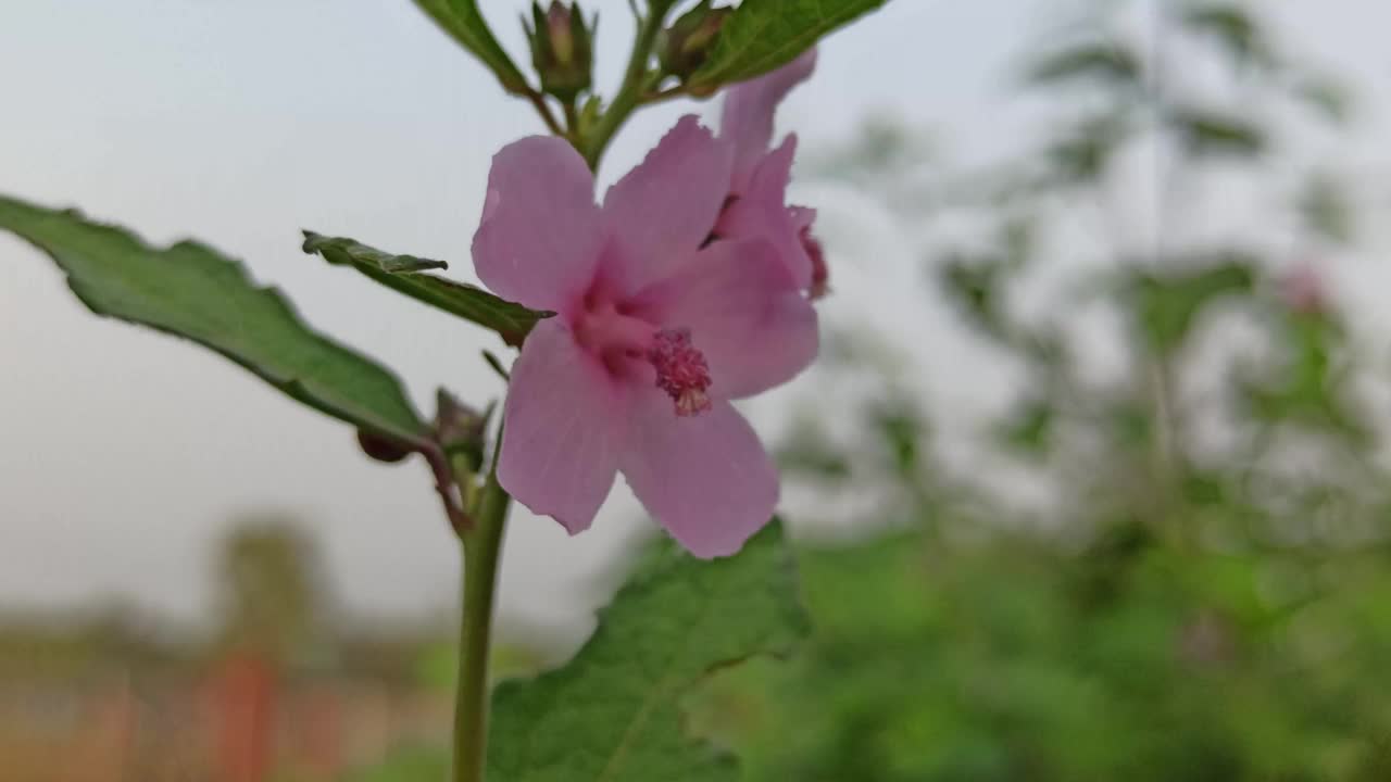 紫色的花视频素材