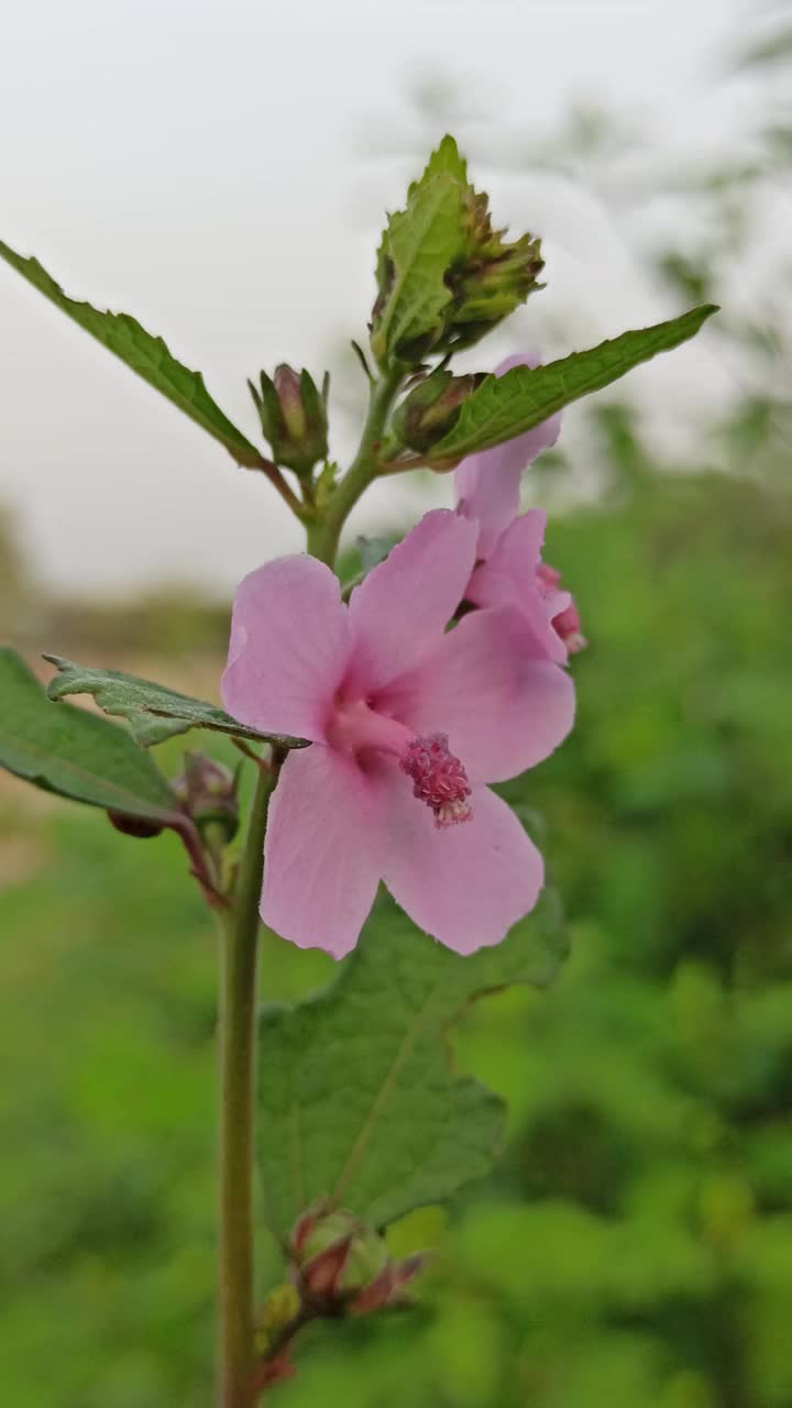 紫色的花视频素材