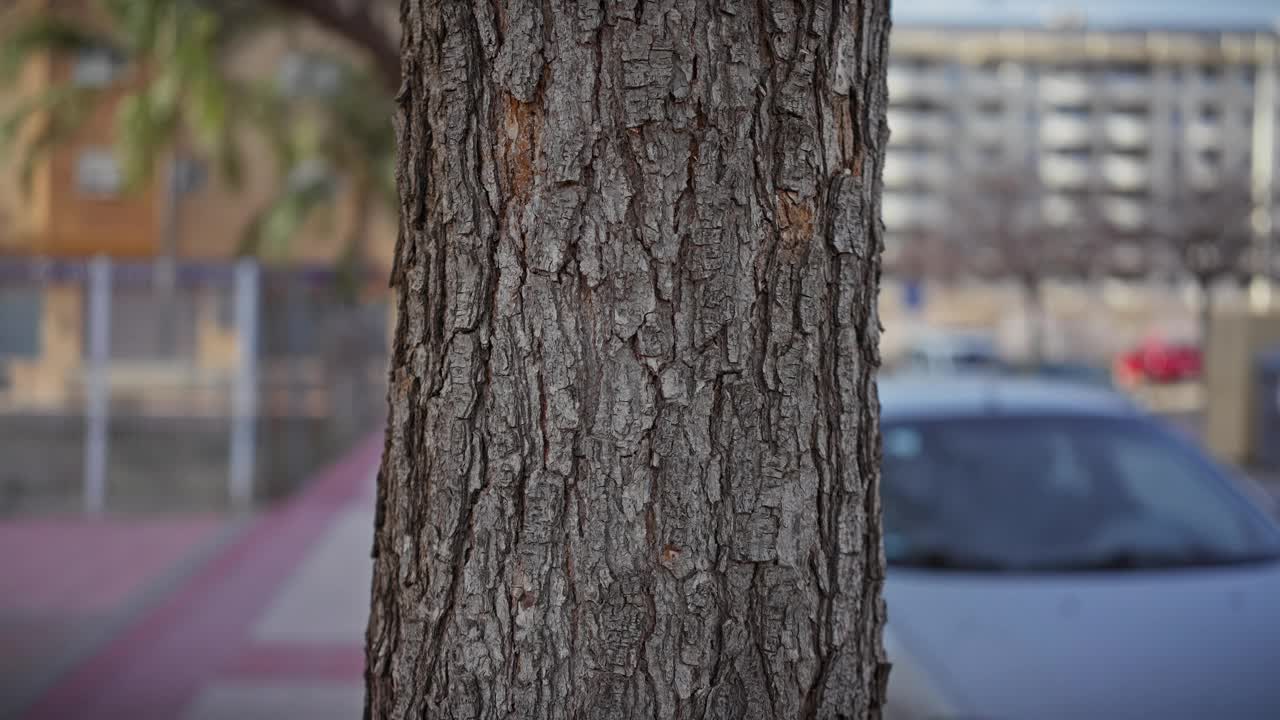 在城市的户外环境中，一个男人的手轻轻地触摸着粗糙的树皮，强调与自然的联系。视频素材