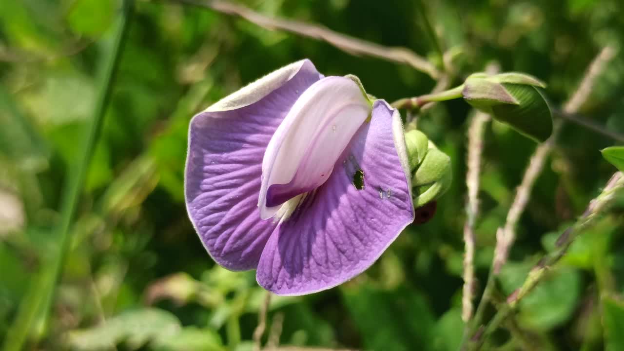 蝴蝶豌豆花视频素材