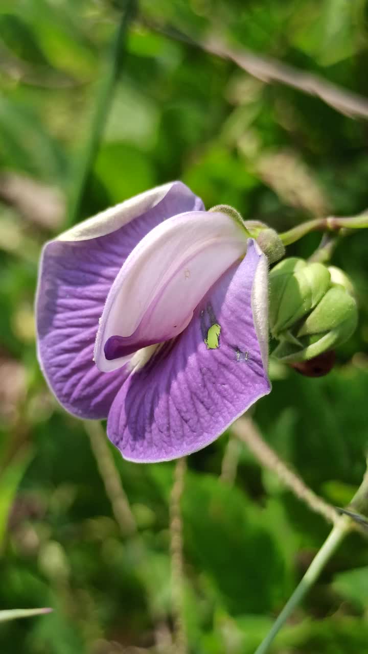 蝴蝶豌豆花视频素材