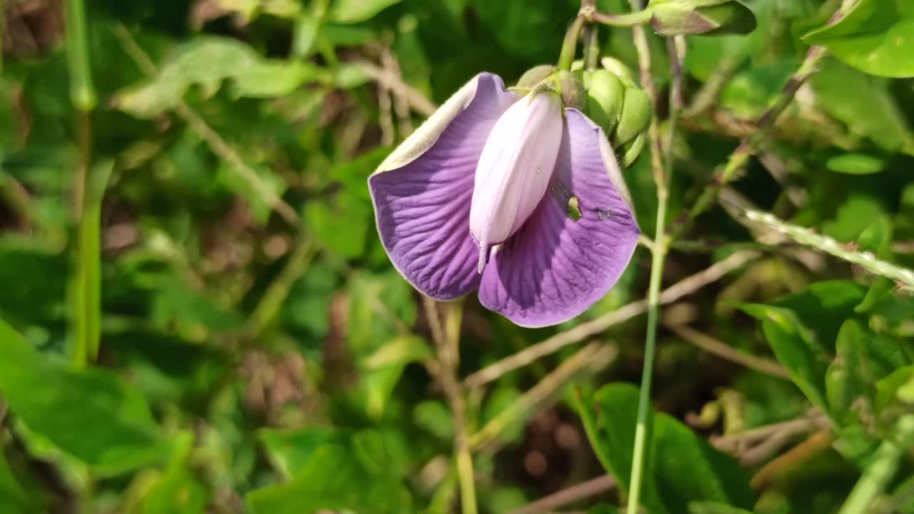 蝴蝶豌豆花视频素材