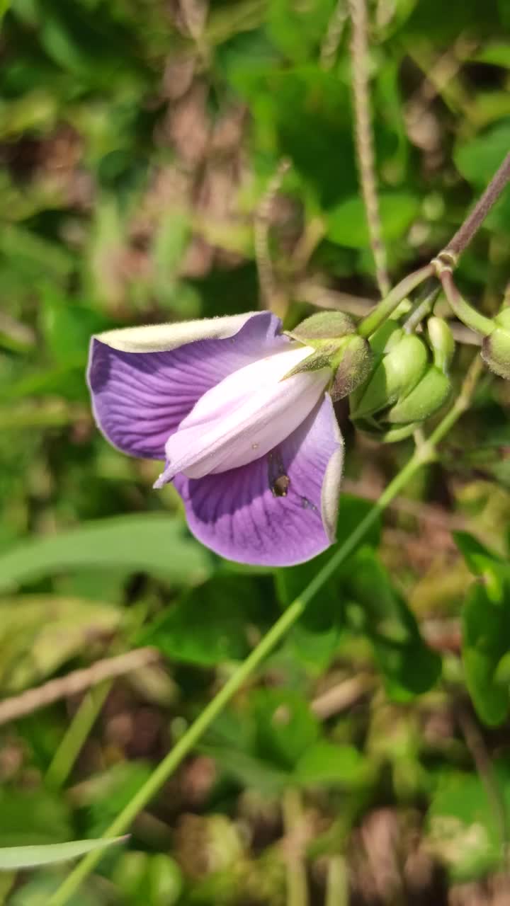 蝴蝶豌豆花视频素材