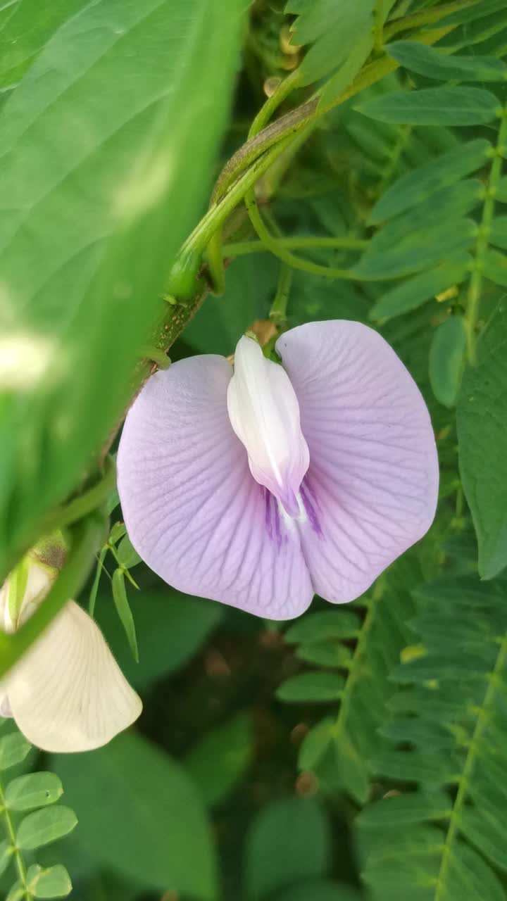 蝴蝶豌豆花视频素材