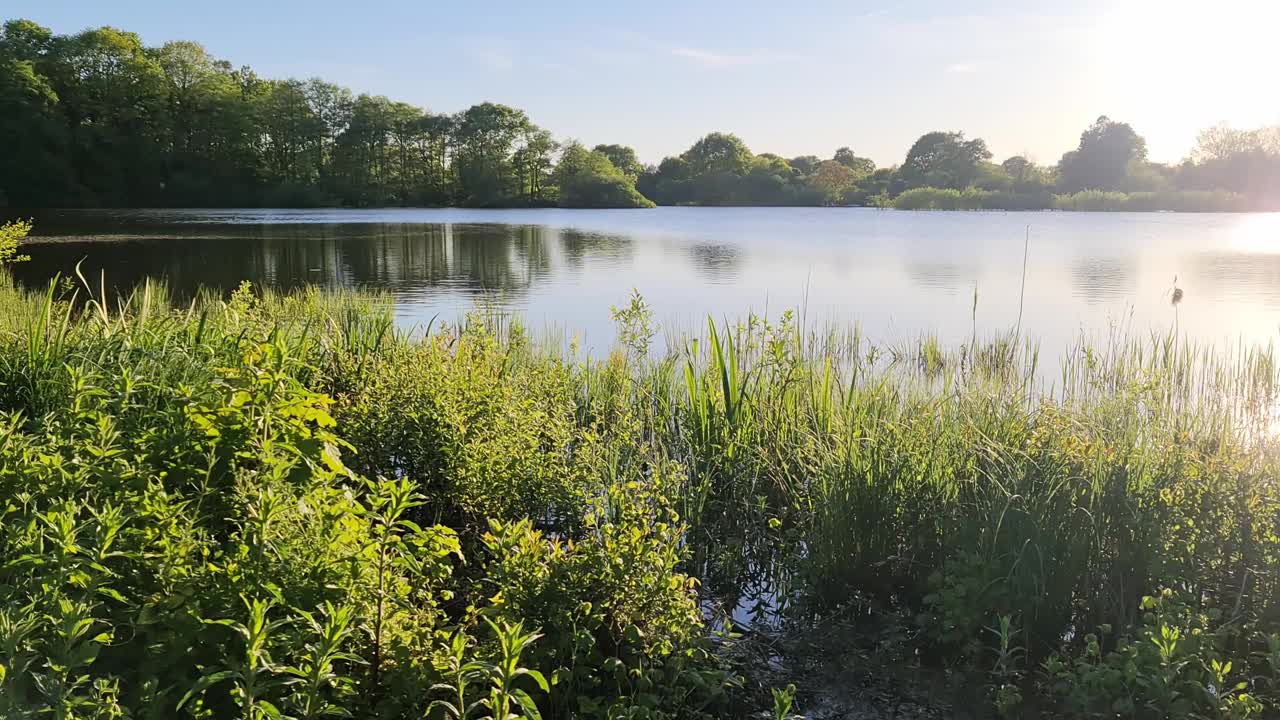 一个平静的湖，日落时绿芦苇倒映在水面上。视频素材