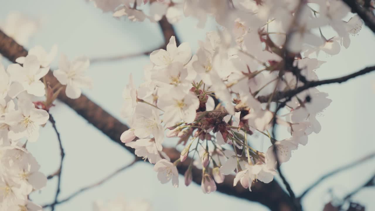 日本东京，春天阳光下的白色樱花。特写镜头视频素材